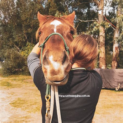 Equine Massage – Run Free Equine Therapies