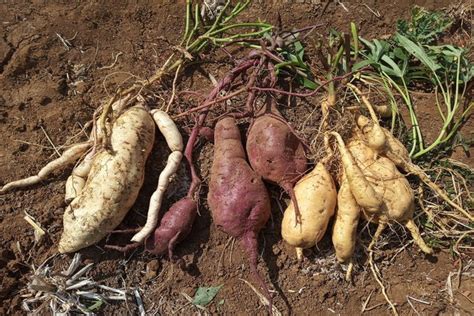 Batata Doce Orgânico - Feira Caroá