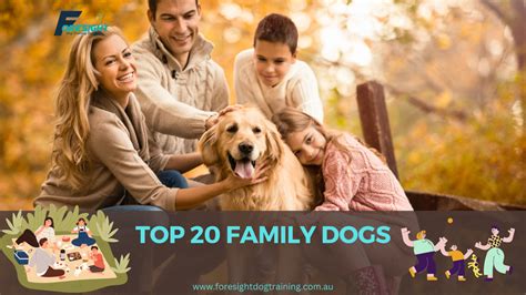 top  family dogs based   temperament behaviour