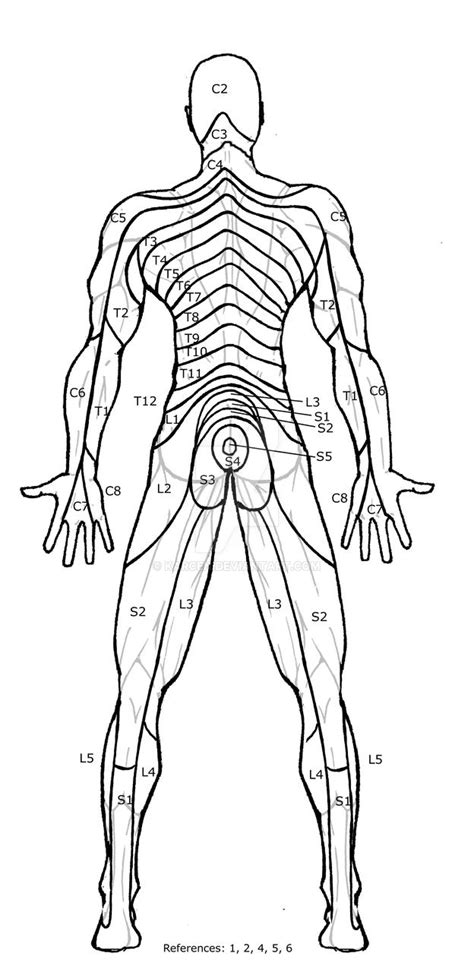 Posterior Dermatomes by KARCEN on DeviantArt