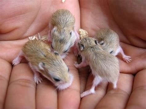 Web Parks: Tiny funny animals