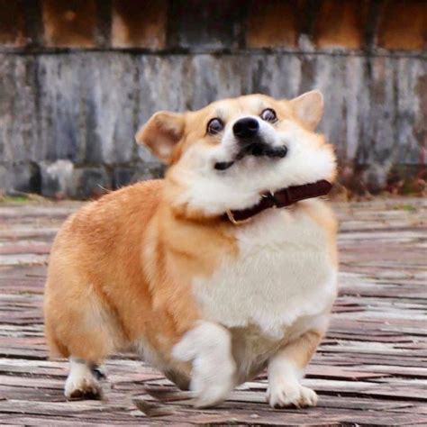 Funny-Expressive-Dog-Corgi-Genthecorgi | Cute animals, Cute dogs, Corgi dog