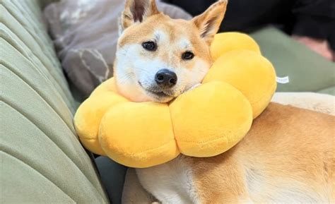 初めてドーナツ型エリザベスカラーを体験した柴犬の結末は？ - 柴とら小虎