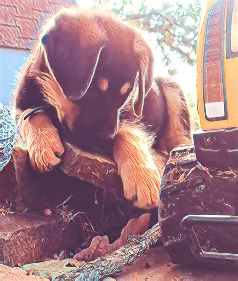 Rumple still skin : r/Rottweiler