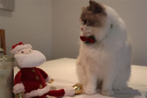 How to Kitten Proof Your Home: A Step-by-Step Guide - Ragdoll Named Hugo