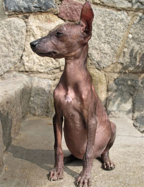 Pet's We Love: Top 5 Strangest Looking Dog Breeds