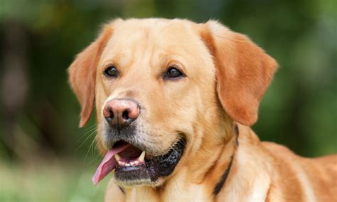 Labrador Retrievers Rank #1 As America’s Popular Favorite Dog Breed For ...