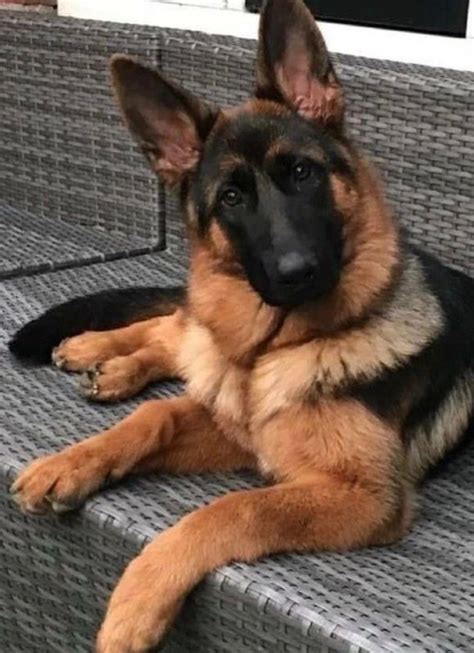 Shiloh Shepherd vs German Shepherd: Pros and Cons