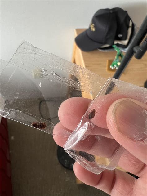 Is this a sign of a major infestation? : r/Bedbugs