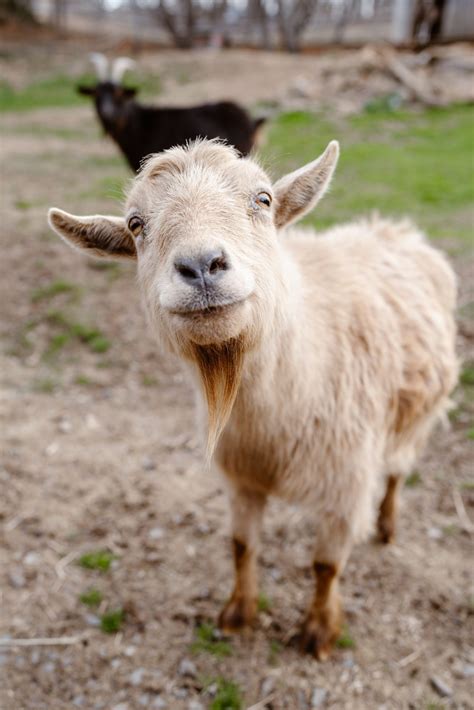 Bob | Animal Haven of Asheville