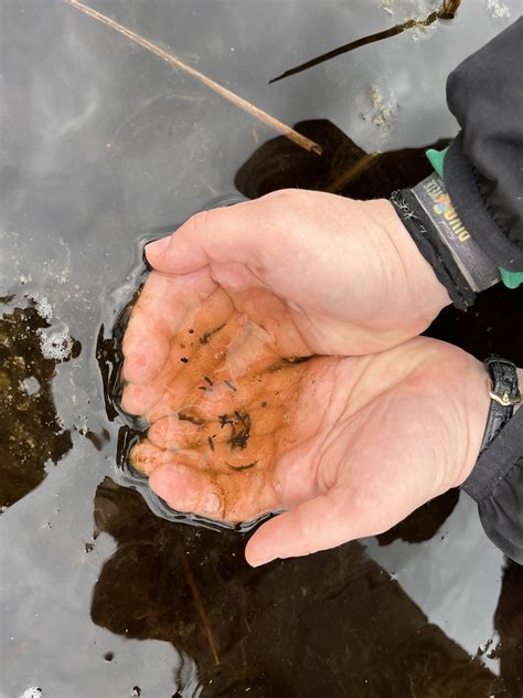 Lifeamphicon | NETWORKING WITH EXPERTS FROM GERMANY FOR LEARNING MORE