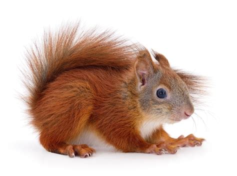 Premium Photo | Eurasian red squirrel