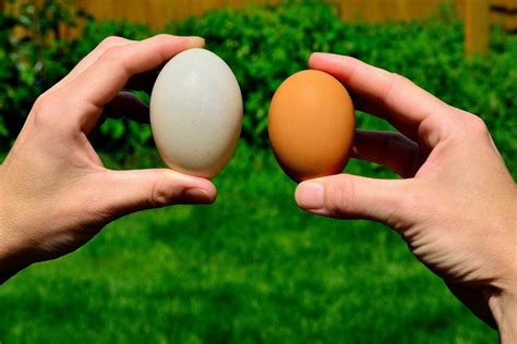 Muscovy Duck Egg Laying Incubation Guide | Earth Life