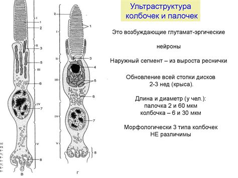 Органы чувств - презентация онлайн