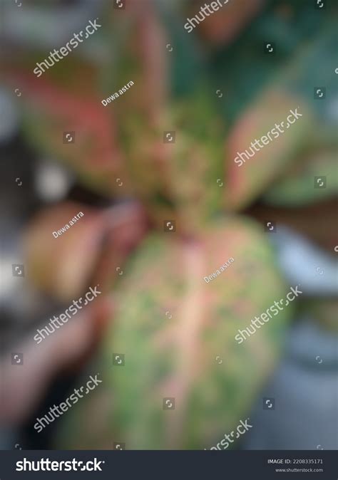 Beautiful Ornamental Plants Red Leaves Green Stock Photo 2208335171 ...