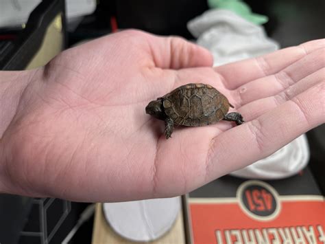 Pictures of my Eastern box turtles : r/turtlelovers10