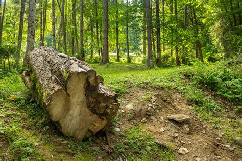 log    forests  photo  freeimages