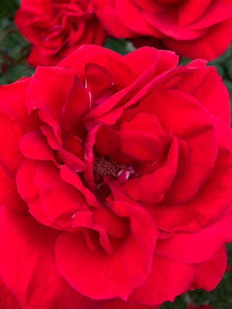 rose garden hotel tokyo