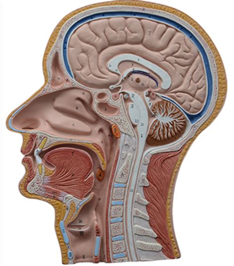ap practical  median head section diagram quizlet