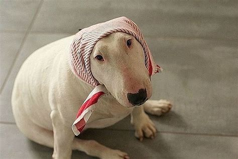 Hilarious Dog Faces (110 pics)