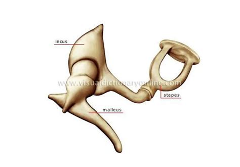 Pictures Of Anterior Cervical Lymph Nodes