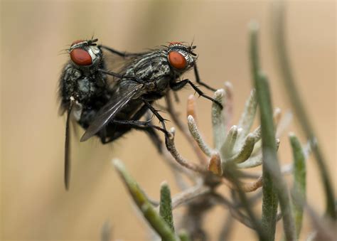 Two Black Flies · Free Stock Photo