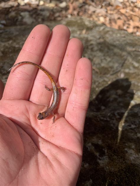 116 best Longtail images on Pholder | Warrior Cats, Carporn and Cargo Bike