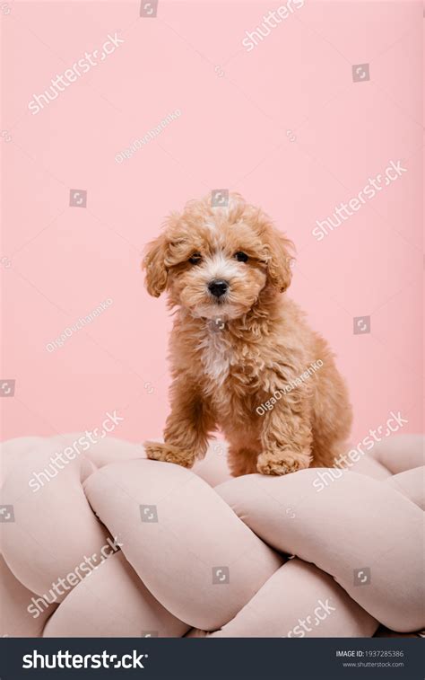 Maltipoo Dog Adorable Maltese Poodle Mix Stock Photo 1937285386 ...