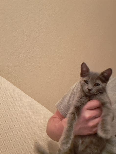 2 month old British Blue female kitten : r/IllegallySmolCats
