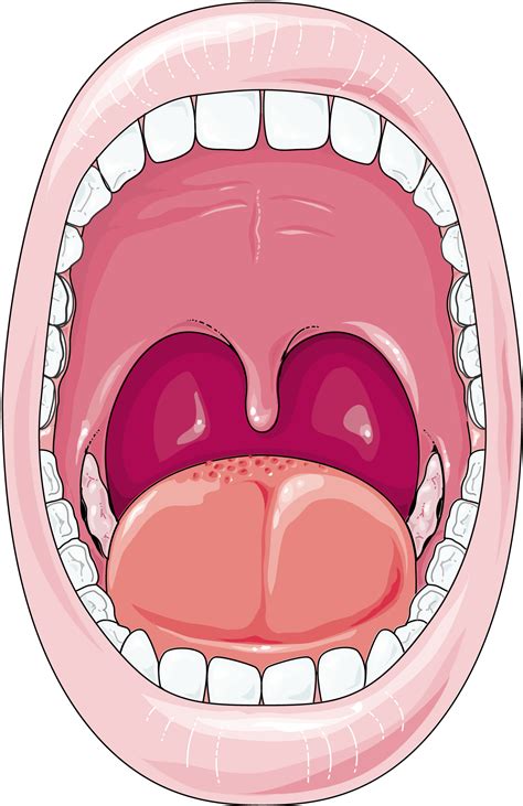 Oral Cavity Anatomy Without Label Anatomy Clipart