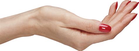 Palm Hands Png Hand Image Transparent HQ PNG Download | FreePNGimg