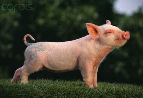 American Yorkshire pig - Alchetron, The Free Social Encyclopedia