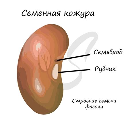 Строение семени помидора | Lifestyle | Селдон Новости