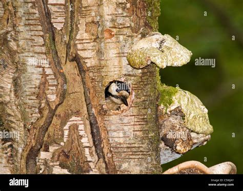 Greater spotted woodpecker coming out of its nest Stock Photo - Alamy