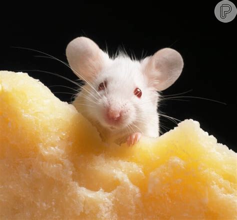O'que É Sonhar Com Rato - Sonhar com rato: o que significa e como interpretar corretamente: Fotos ...