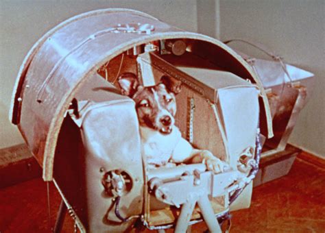 First Dog In The Moon