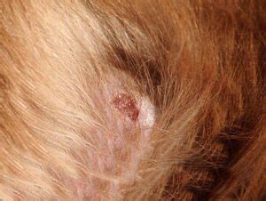 Sebaceous Cysts in Dogs: What They Look Like & What to Do