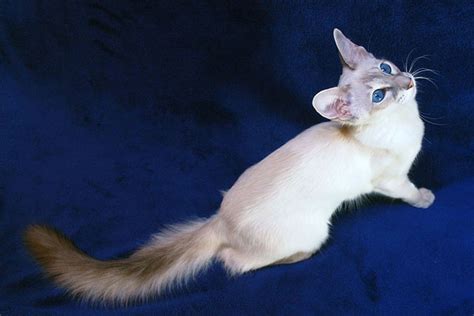 10 Smallest Domestic Cat Breeds (Ranked)