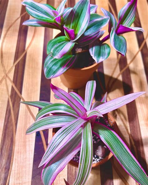 Oyster Plant Care Best Kept Secrets Oyster Plant Care Oyster Plant
