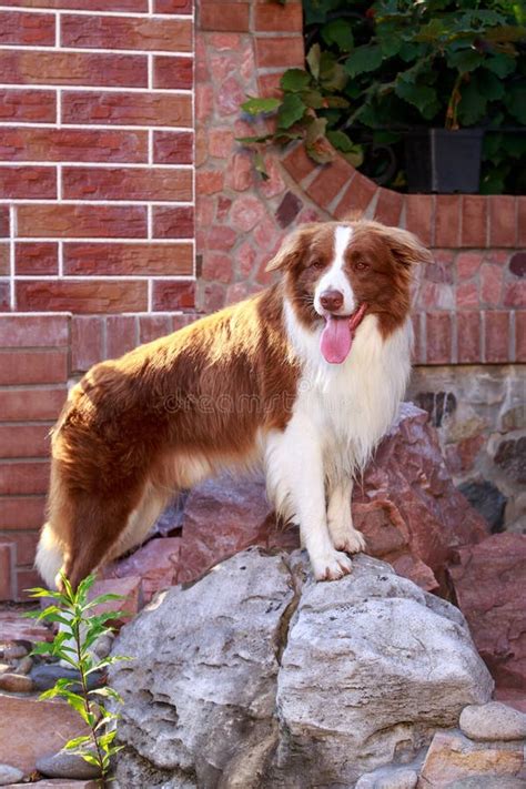 Dog breed Border Collie stock image. Image of longhaired - 274313933