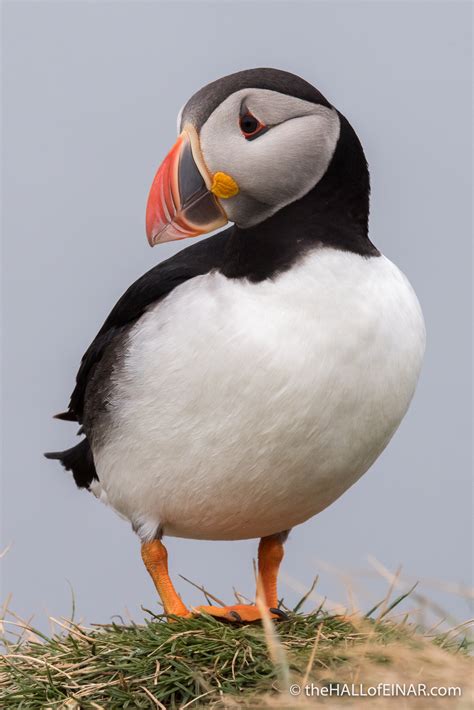 Puffins on Parade – David at the HALL of EINAR