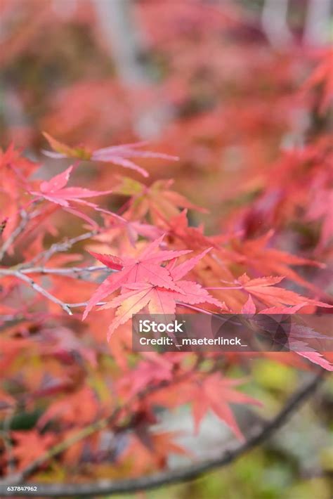 autumn leaves stock photo  image  autumn autumn leaf