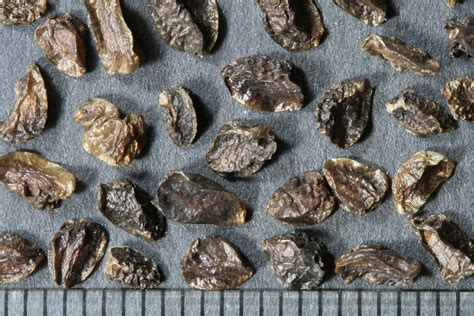 Monkshood --MIROFOSS--