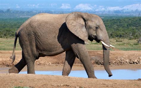 animals  big feet  pictures