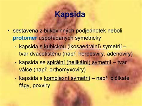 Obecná virologie. - ppt stáhnout