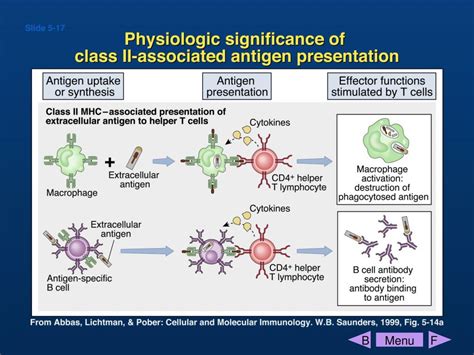 PPT - Antigen presenting cells and antigen presentation PowerPoint Presentation - ID:4333770