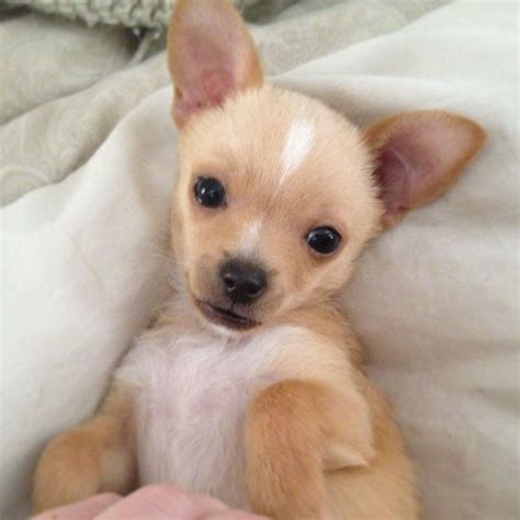 What Does A Chihuahua Look Like at Irene Troyer blog
