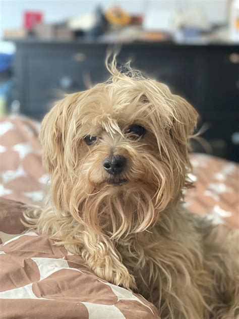 How To Walk Your Dog After They are Neutered or Spayed