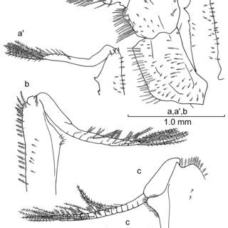 Antennule and antenna development in juvenile Pseudocarcinus gigas ...