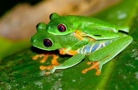 How Do Frogs Mate and Reproduce? - Joy of Animals